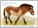 Przewalski Horse (Equus przewalskii)