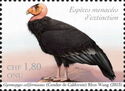 California Condor (Gymnogyps californianus)