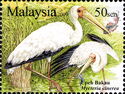 Milky Stork (Mycteria cinerea)