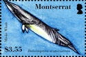 Common Minke Whale (Balaenoptera acutorostrata)