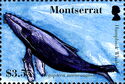 Humpback Whale (Megaptera novaeangliae)