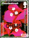 Bougainvillea (Bougainvillea glabra) - Overprinted