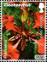 Poinciana (Delonix regia) - Overprinted