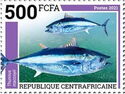 Thunnus maccoyii