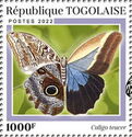 Teucer Owl Butterfly (Caligo teucer)