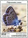 Polyommatus icarus