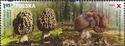 Morchella esculenta and Gyromitra esculenta
