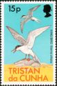Antarctic Tern (Sterna vittata)