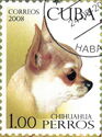 Chihuahua (Canis lupus familiaris)