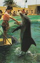 Miami's Fabulous Seaquarium - even porpoises like pretty girls