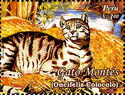 Andean Mountain Cat (Oncifelis colocolo) (see Description)