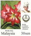 Hippeastrum reticulatum (with portrait of Sultan Nazrin)