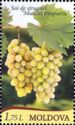 Grape Variety - "Muscat Timpuriu" (Early Muscat)
