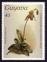 Cypripedium selligerum majus