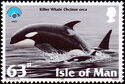 Killer Whale (Orcinus orca)