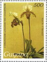 Cypripedium leeanum var. giganteum