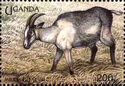 Domestic Goat (Capra hircus)