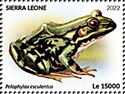 Edible Frog (Pelophylax esculentus)