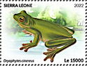 American Green Treefrog (Dryophytes cinereus)