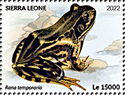 Grass Frog (Rana temporaria)