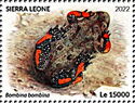 European Fire-bellied Toad (Bombina bombina)