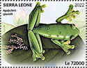 Gliding Tree Frog (Agalychnis spurrelli)