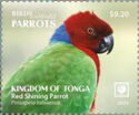 Red Shining Parrot (Prosopeia tabuensis)