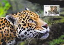 Jaguar (Panthera onca)