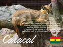 Caracal (Caracal caracal)