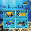 Tropical Fish