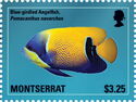 Blue-girdled Angelfish (Pomacanthus navarchus)