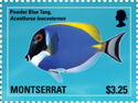 Powder Blue Tang (Acanthurus leucosternon)