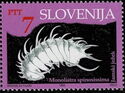 Long-spined Cave Isopod Crustacean (Monolistra spinosiss