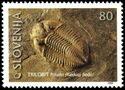 Fossils Trilobite