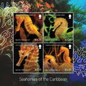 Seahorses of the Caribbean