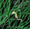 Seahorses of the Caribbean