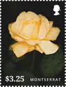 Yellow Rose