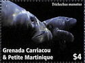 West Indian manatee (Trichechus manatus)