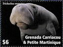 West Indian manatee (Trichechus manatus)