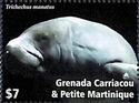 West Indian manatee (Trichechus manatus)