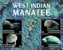 West Indian manatee (Trichechus manatus)