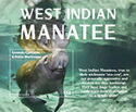 West Indian manatee (Trichechus manatus)