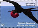 Magnificent Frigatebird (Fregata magnificens)