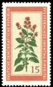 Peppermint (Mentha piperita)