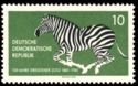 Grant's Zebra (Equus quagga granti) 