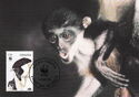 Diana Monkey (Cercopithecus diana)