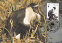 Diana Monkey (Cercopithecus diana)