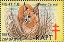 Cheeky Caracal (Caracal caracal)