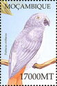 African Grey Parrot (Psittacus erithacus)
