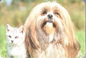 Dog and Cat